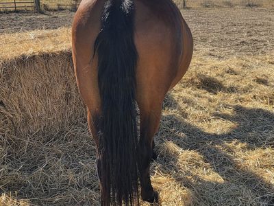 12 year old Andalusian mare