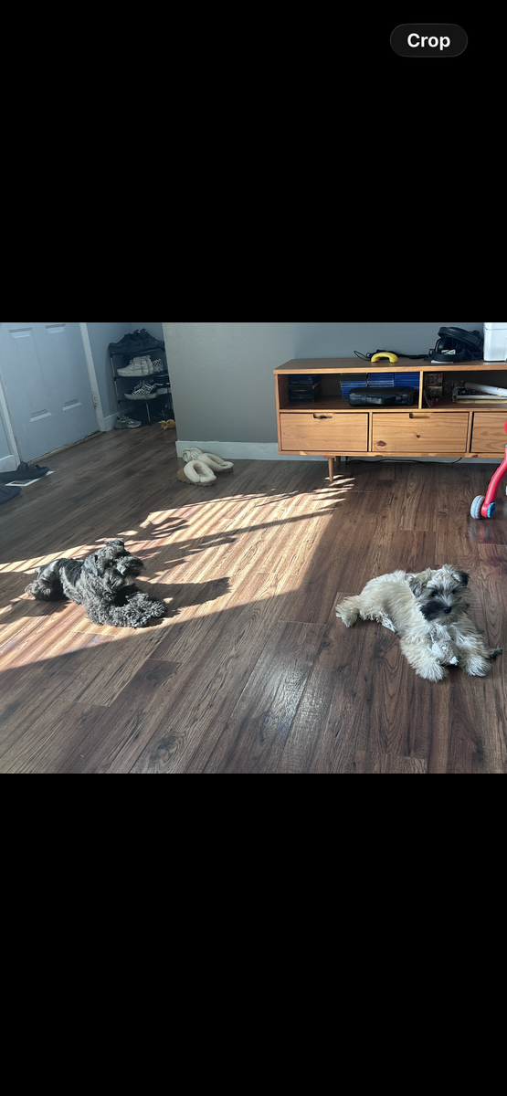 Bonded Pair of Miniature Schnauzers Looking for the Right Home