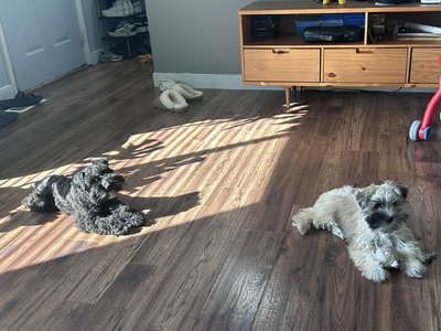 Bonded Pair of Miniature Schnauzers Looking for the Right Home