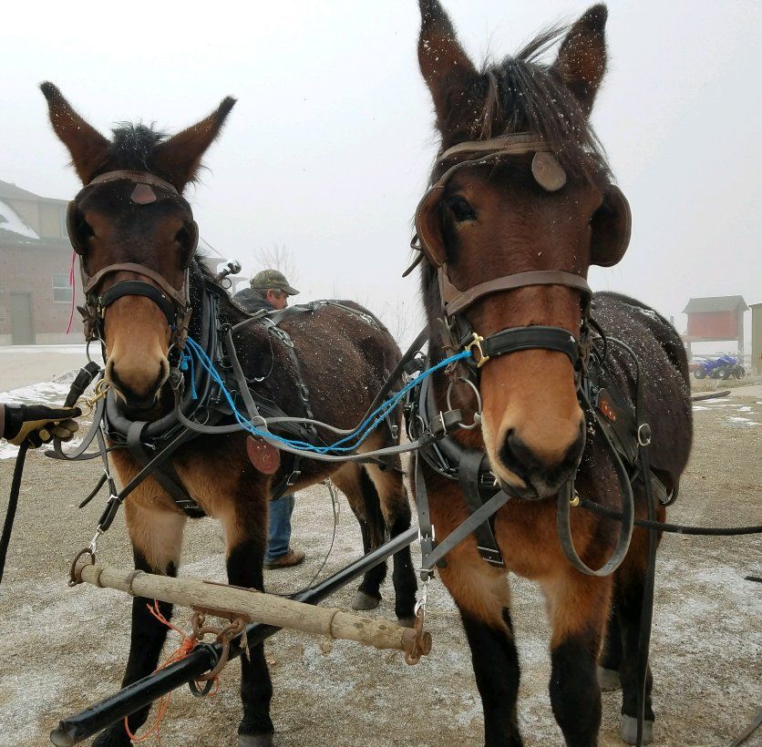 Matched mule team