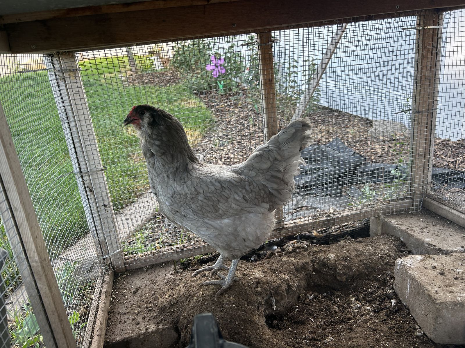 Two Chickens that are 3 years old