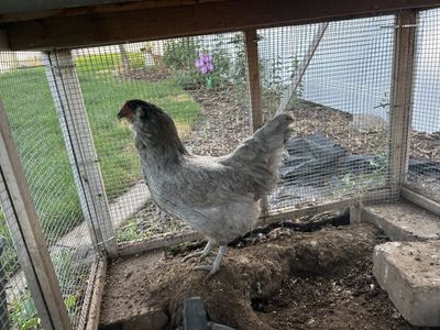 Two Chickens that are 3 years old