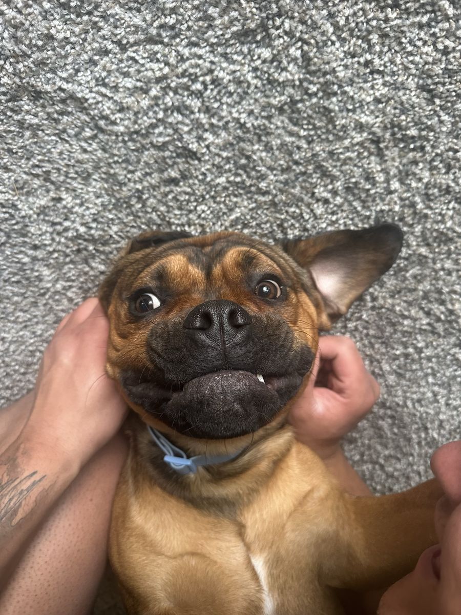 1 year old Rottweiler/ Frenchie mix