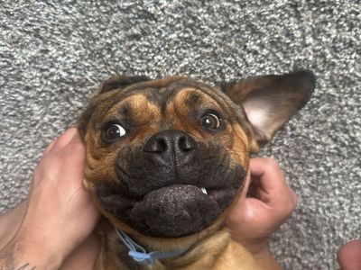 1 year old Rottweiler/ Frenchie mix