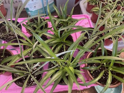 Solid Green Spider Plants