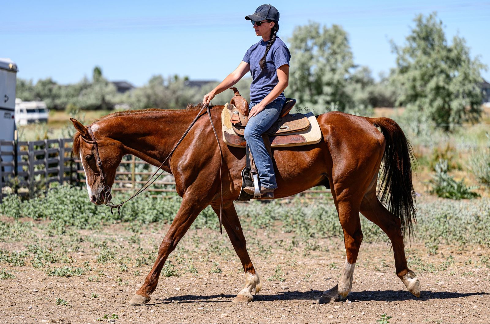 Registered Half Arabian Gelding
