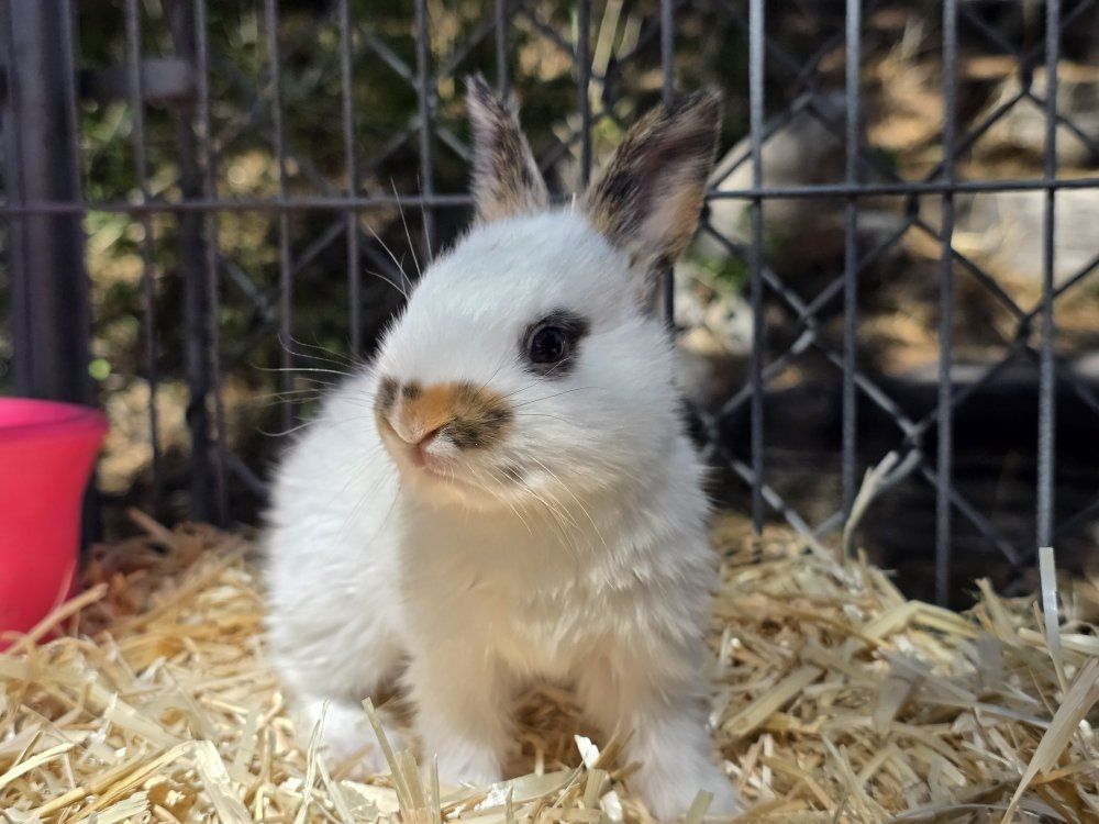 Purebred Rhinelander Rabbit Kits (Baby Bunnies)