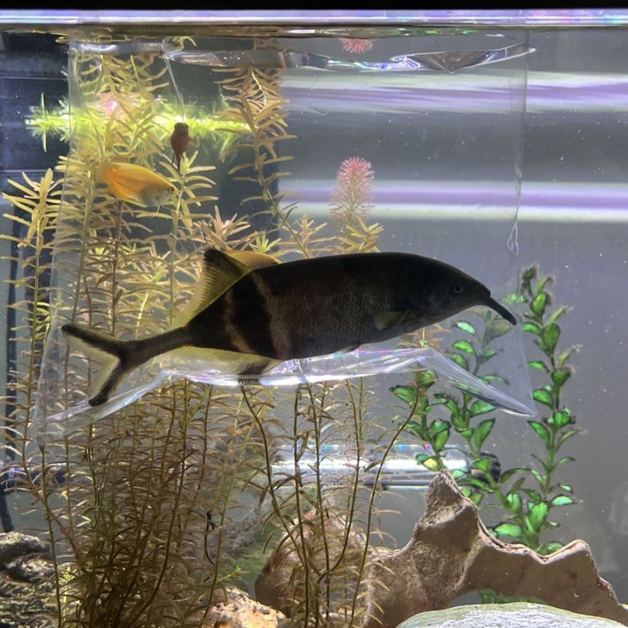 Elephantnose Fish