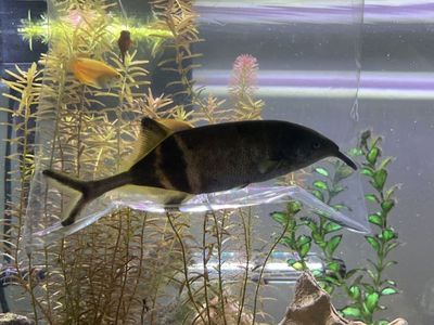 Elephantnose Fish