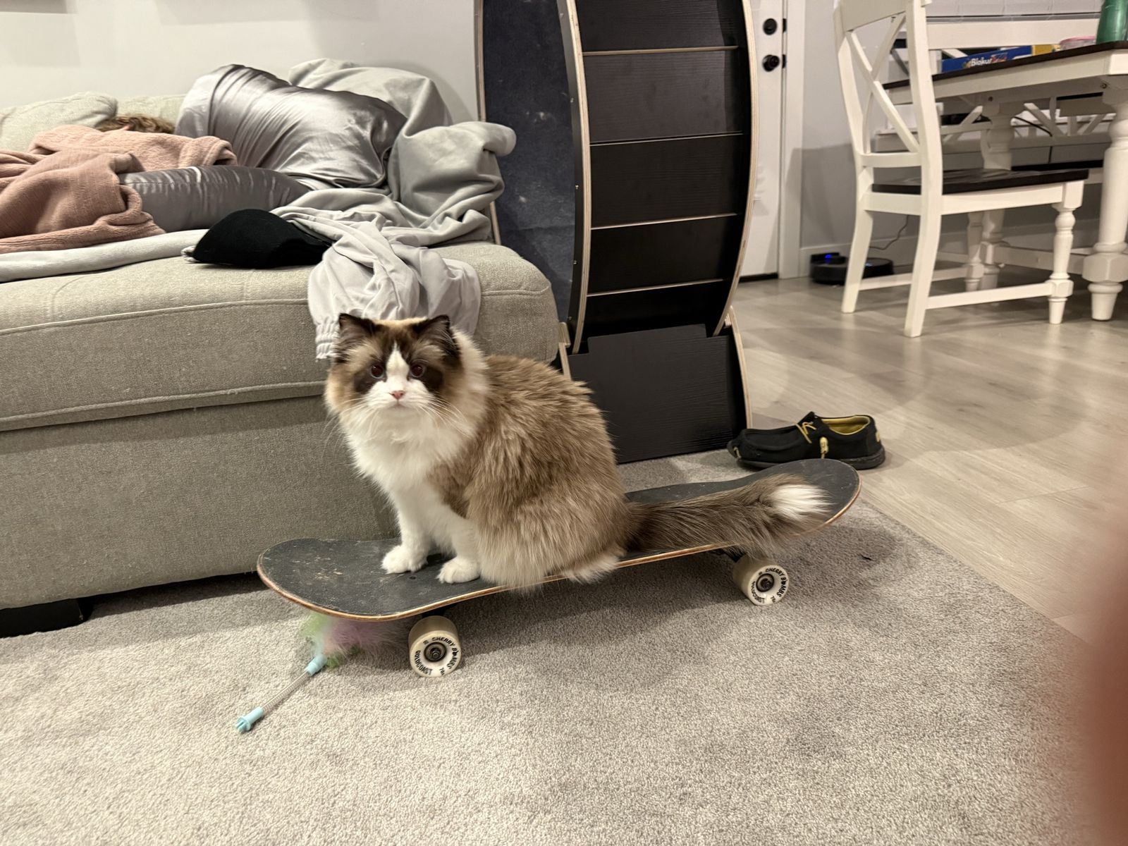 Breeding Queen Ragdoll TICA registered