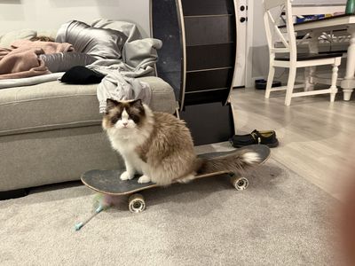 Breeding Queen Ragdoll TICA registered