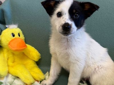 Hello my name is Tootles