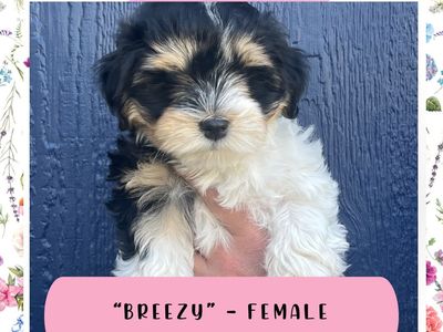 Havanese Puppies