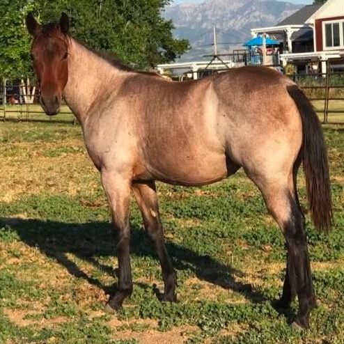 2025 AQHA Bay Roan Yearling Filly