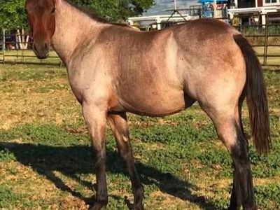 2025 AQHA Bay Roan Yearling Filly