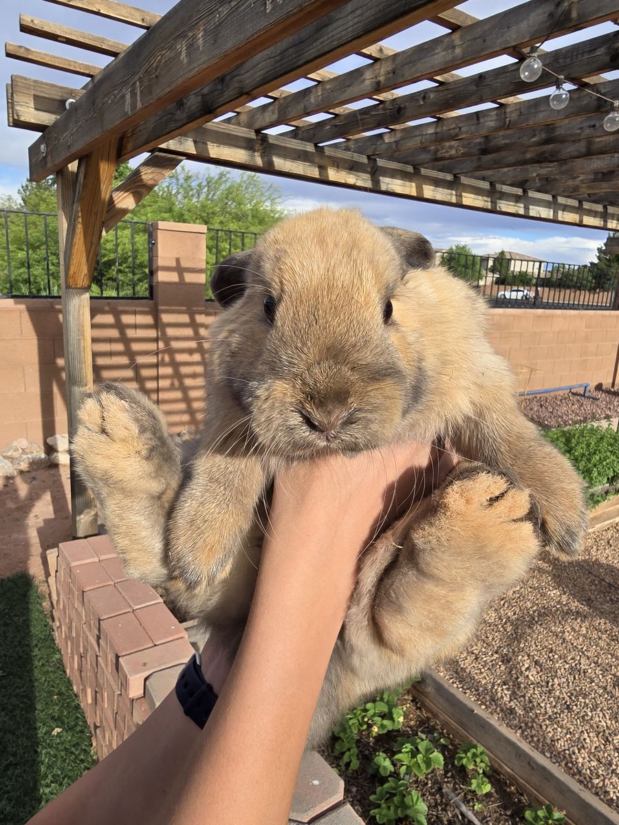Holland lop rabbit