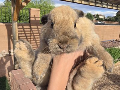 Holland lop rabbit