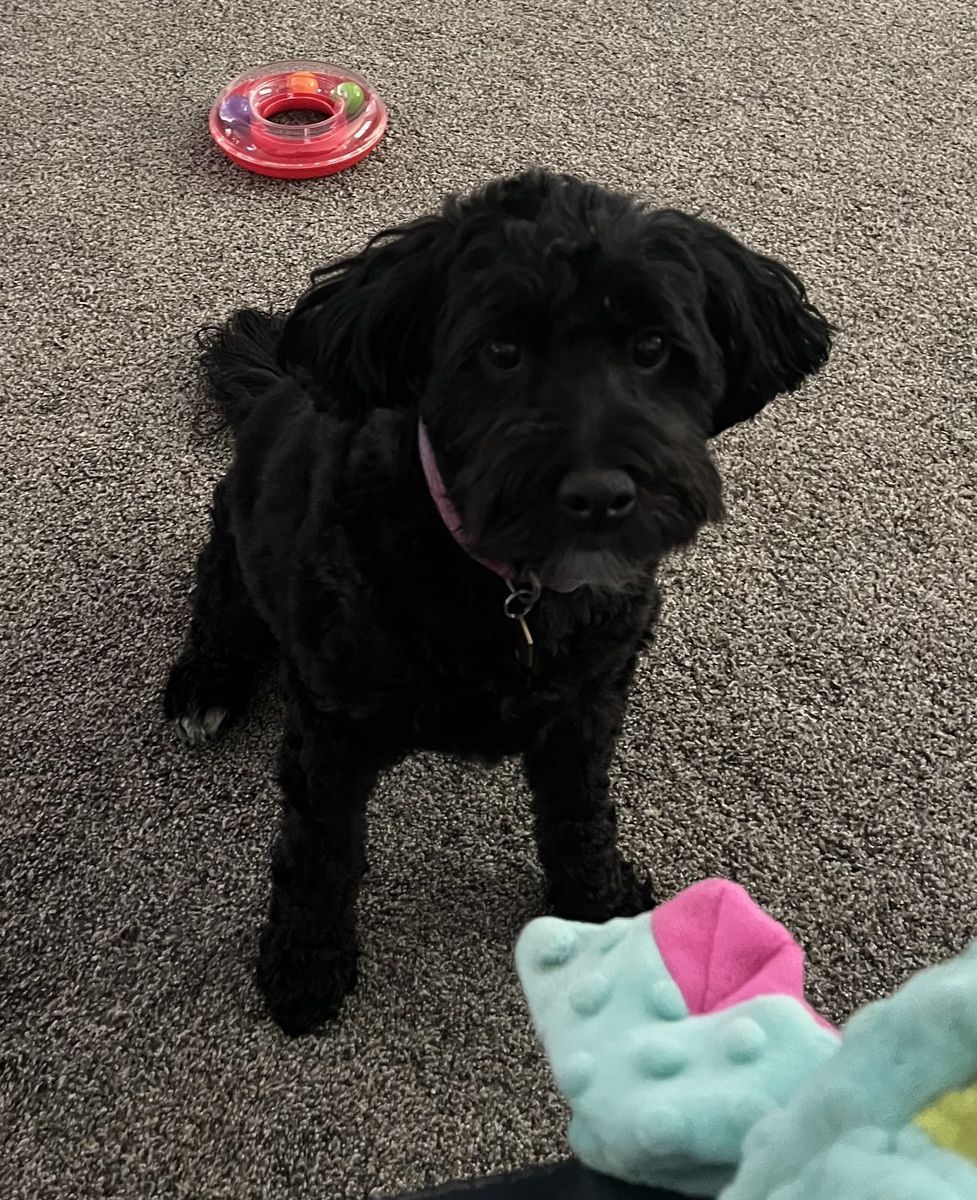 F1bb  Bernedoodle