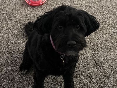 F1bb Bernedoodle