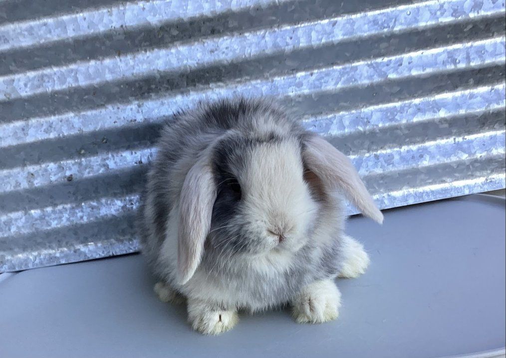 Rabbit