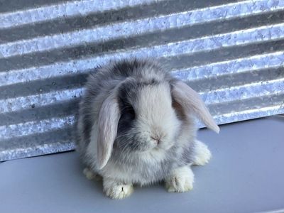 Rabbit