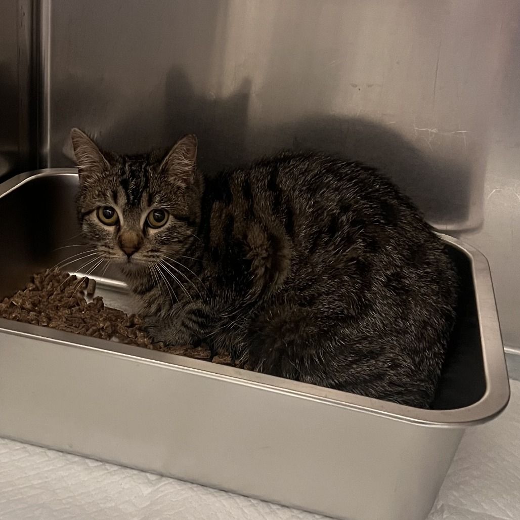 Hello my name is Cozy