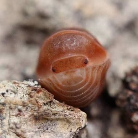 Cubaris sp. "Citrus" isopod