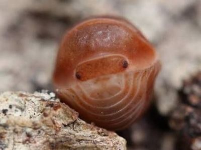 Cubaris sp. "Citrus" isopod
