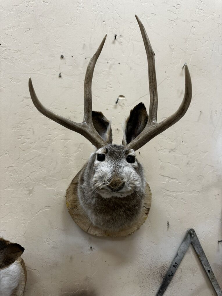 Jackalope