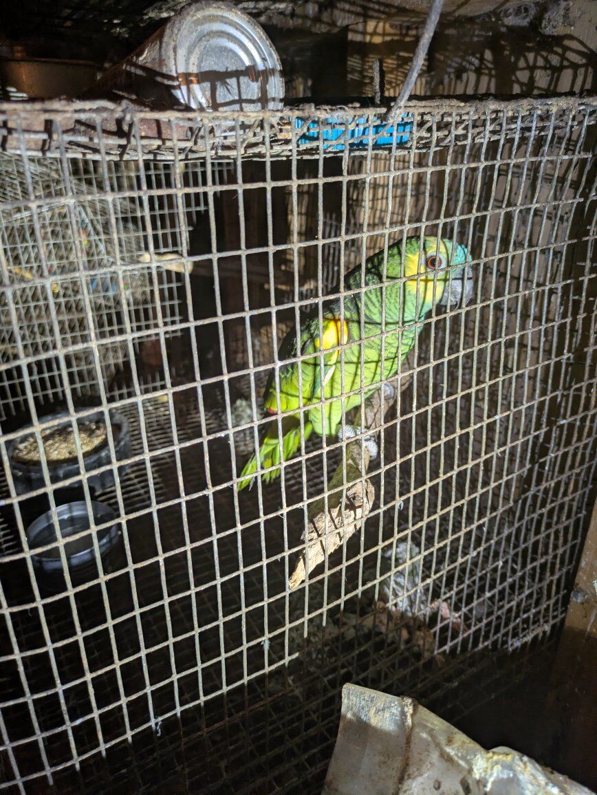 yellow front Amazon for sale $1,200