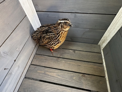 8 Week Male Coturnix (Cortex) Quail Quails for Sale