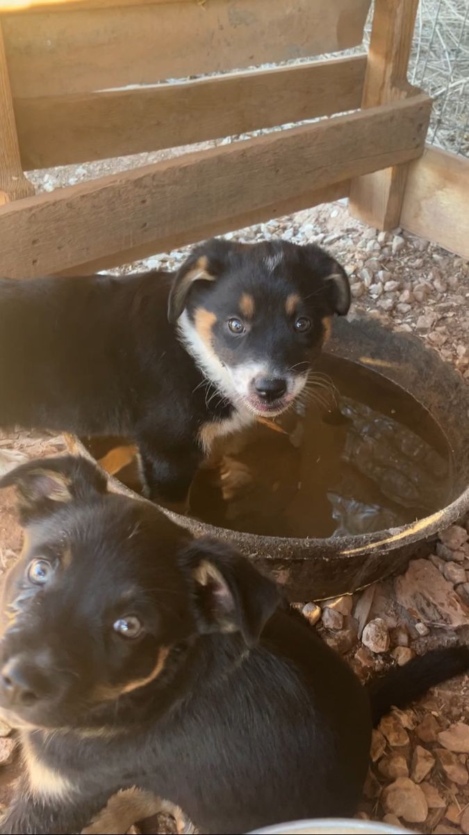Mini Aussie pups