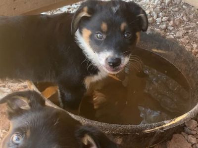 Mini Aussie pups