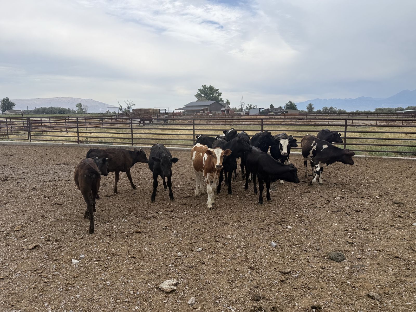 Dairy cross calves