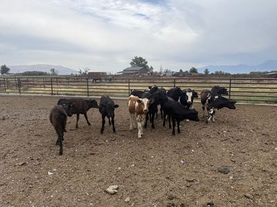 Dairy cross calves