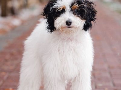 Male Mini Poodle