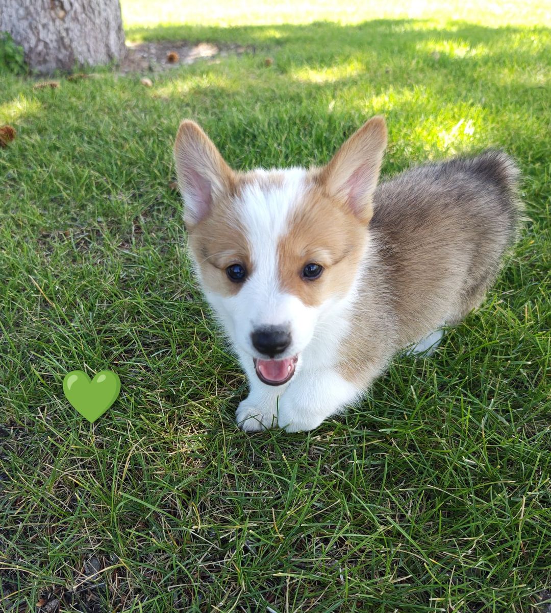 AKC Pembroke Welsh Corgi Puppies