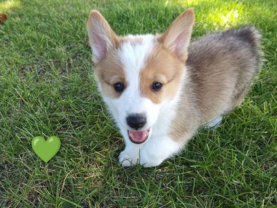 AKC Pembroke Welsh Corgi Puppies