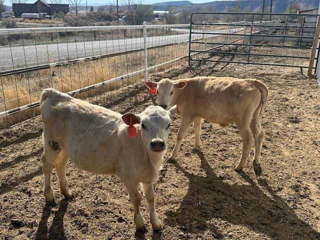 Heifers - Beef Cross Calves / Calf  - Weaned  - Charolais  / Jersey