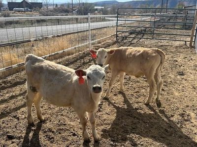 Heifers - Beef Cross Calves / Calf - Weaned - Charolais / Jersey