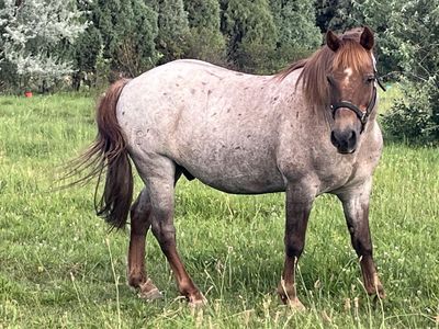 Quarter horse x pony gelding