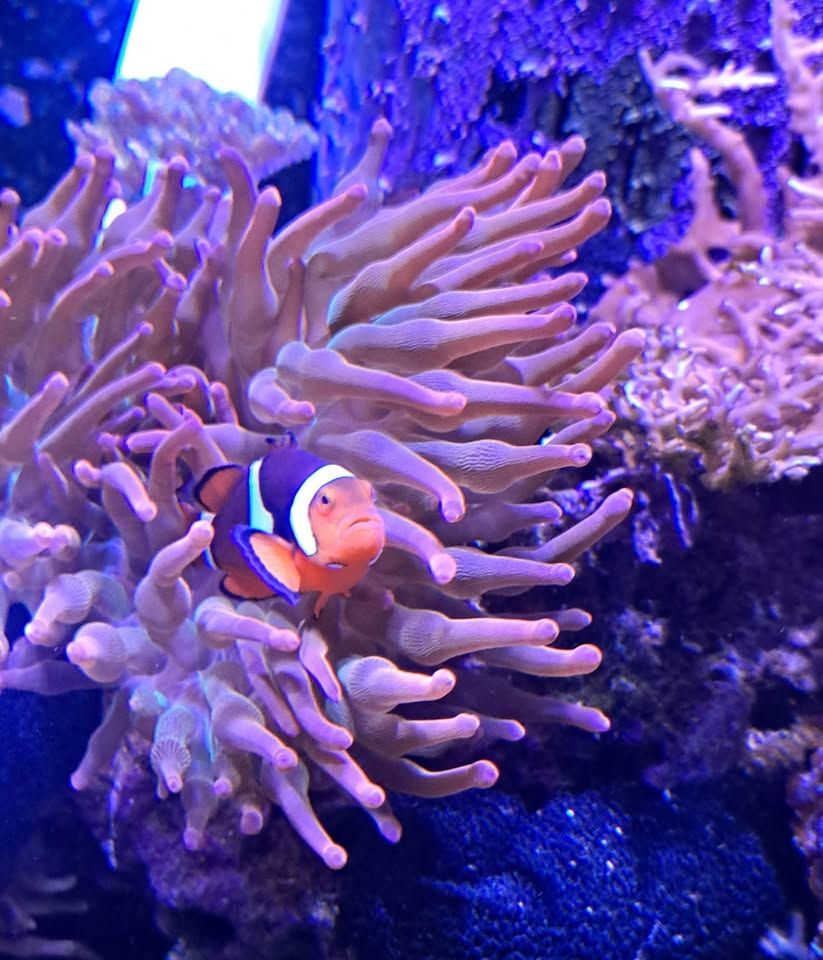 Free Rainbow Bubble Tip Anemones
