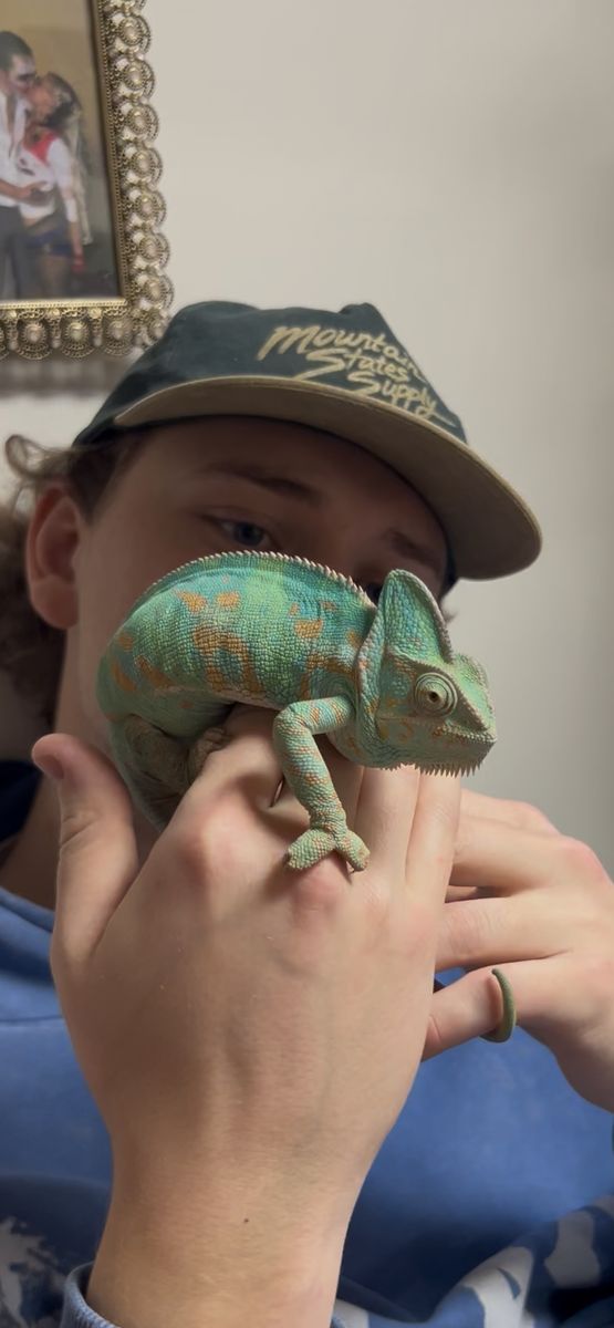 Female Veiled Chameleon For Sale