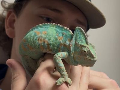 Female Veiled Chameleon For Sale