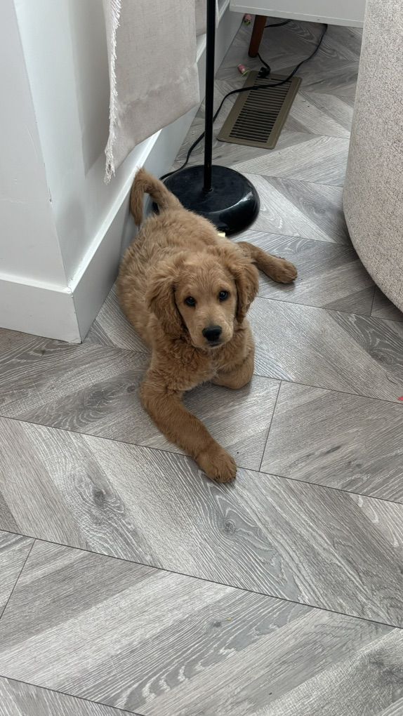 Male Mini Golden Doodle