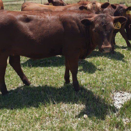 4 Purebred Red Angus Heifers, good replacements