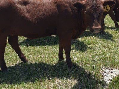 4 Purebred Red Angus Heifers, good replacements