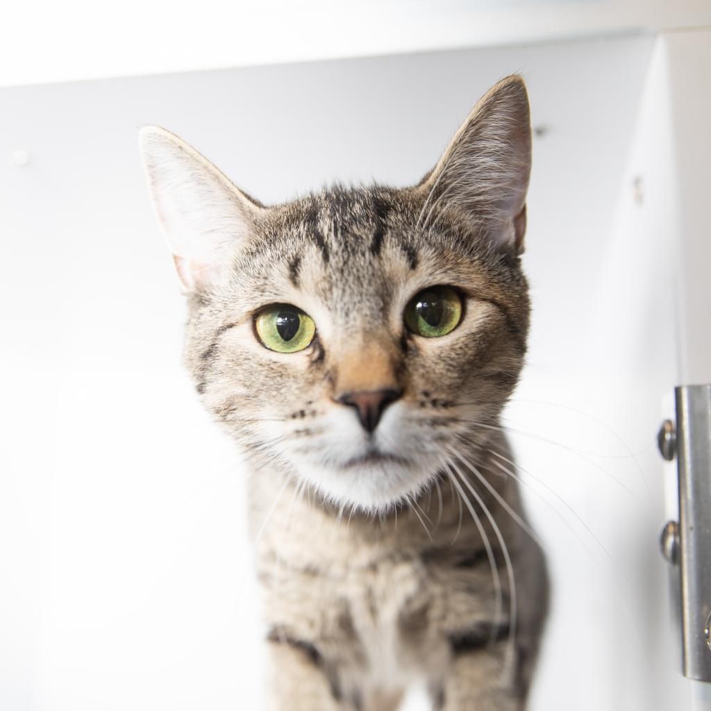 Hello my name is Dolly Pawton