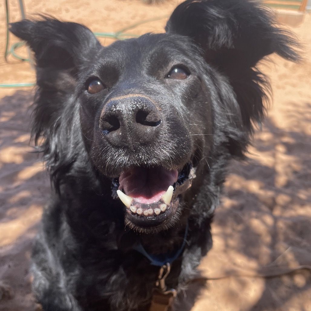 Hello my name is Pepper