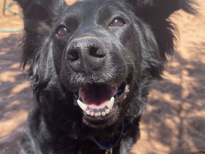 Hello my name is Pepper